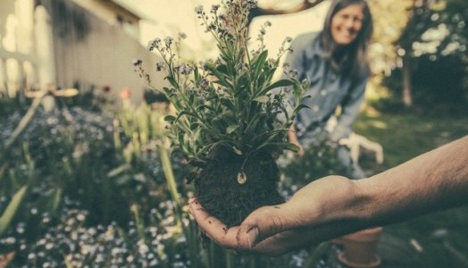 5 razones para practicar jardinería y mejorar tu salud